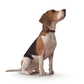 3D Beagle